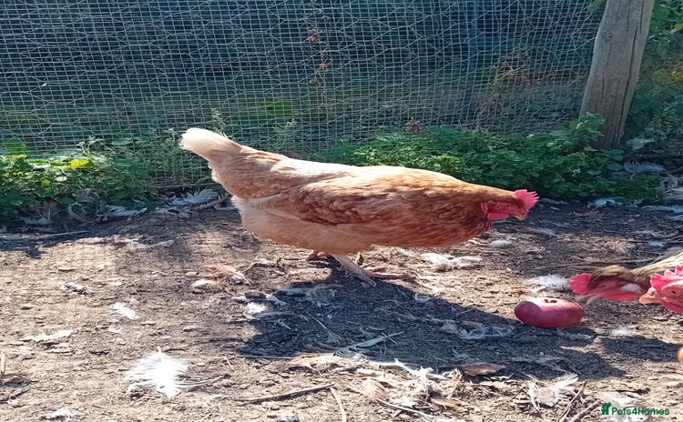 Chickens poultry in Melksham - Advert 2