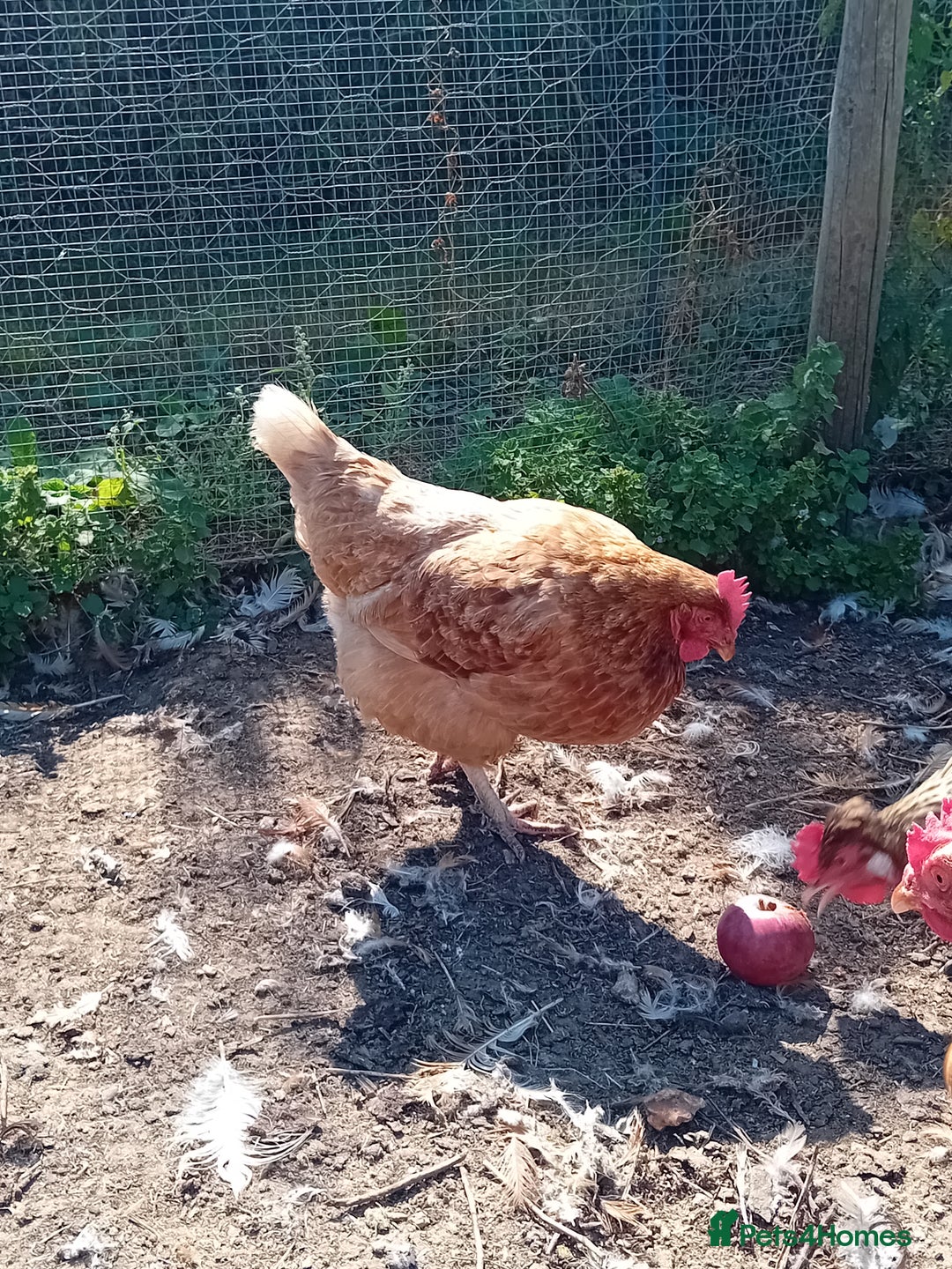 Chickens poultry for sale: Ex battery hens available  in Melksham - Image 1
