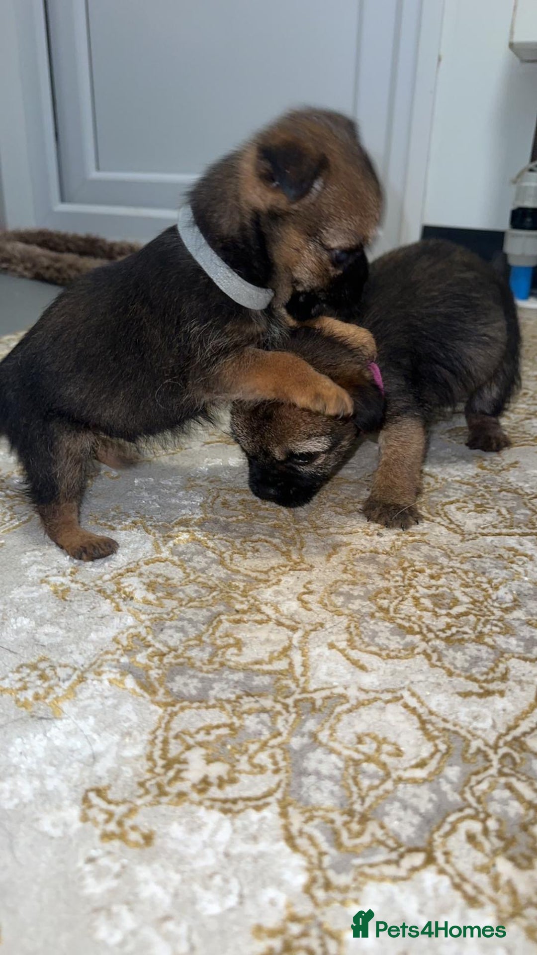 Border Terrier dogs for sale: Kc registered Border  terrier puppies - Advert 8