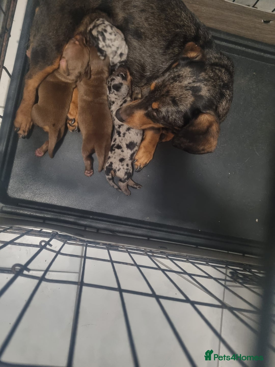 Miniature Dachshund dogs for sale: Miniature Dachshund  - Advert 3