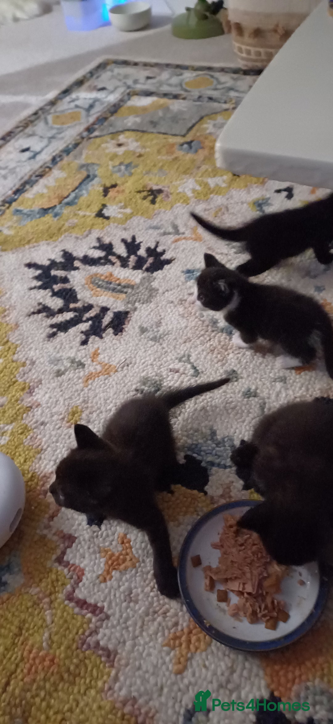 British Shorthair cats for sale: Beautiful kittens - Image 4
