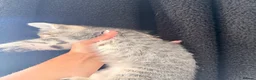 Mixed Breed cats for sale: Mixed breed tabby X ragdoll kittens - Advert 16