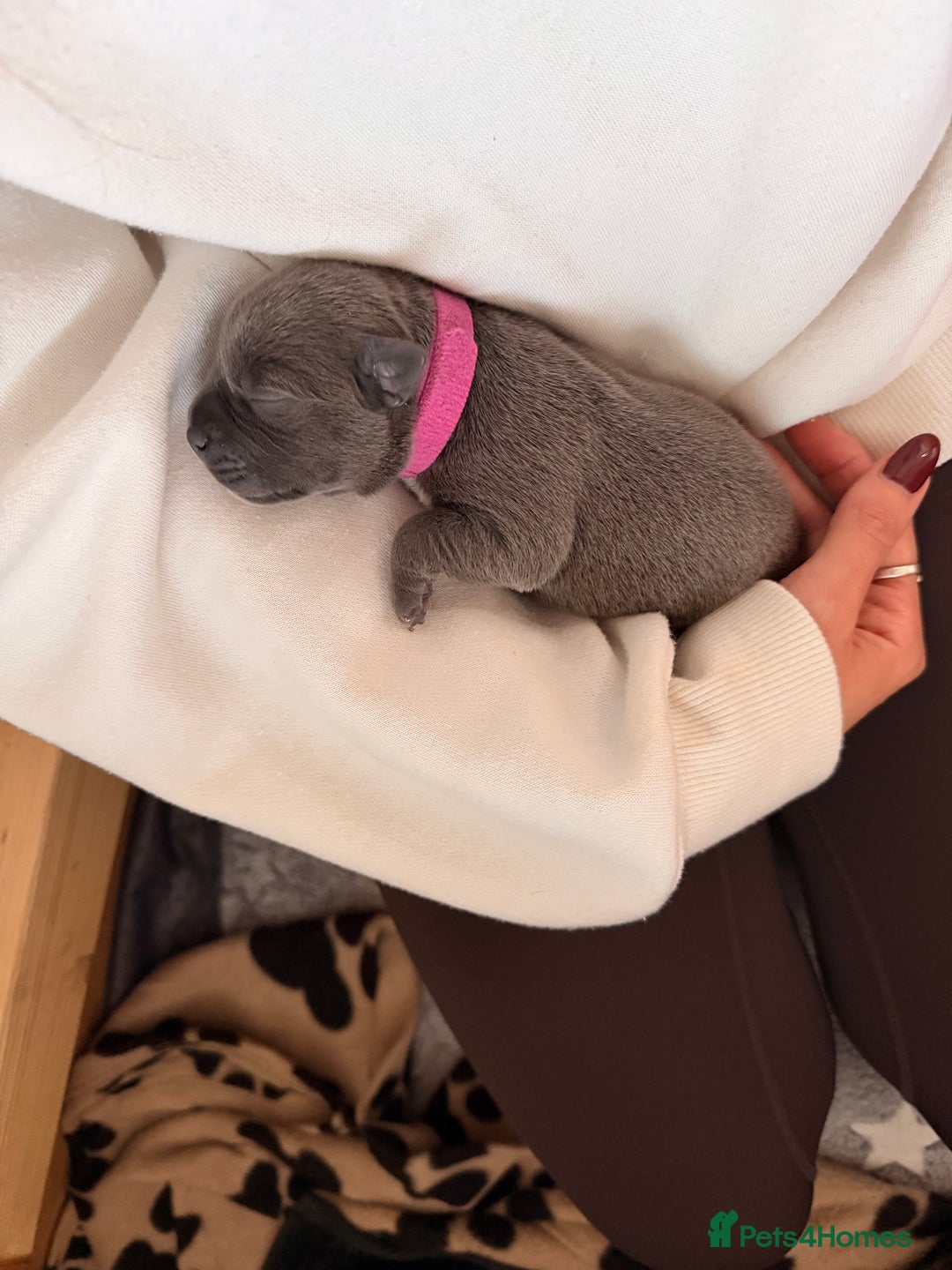 Staffordshire Bull Terrier dogs for sale: 💙Blue x Rare Fawn Staffordshire Bull Terrier Pups - Advert 8