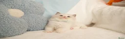 Ragdoll cats for sale: Elite TICA Kittens – Champion Bloodlines - Advert 24