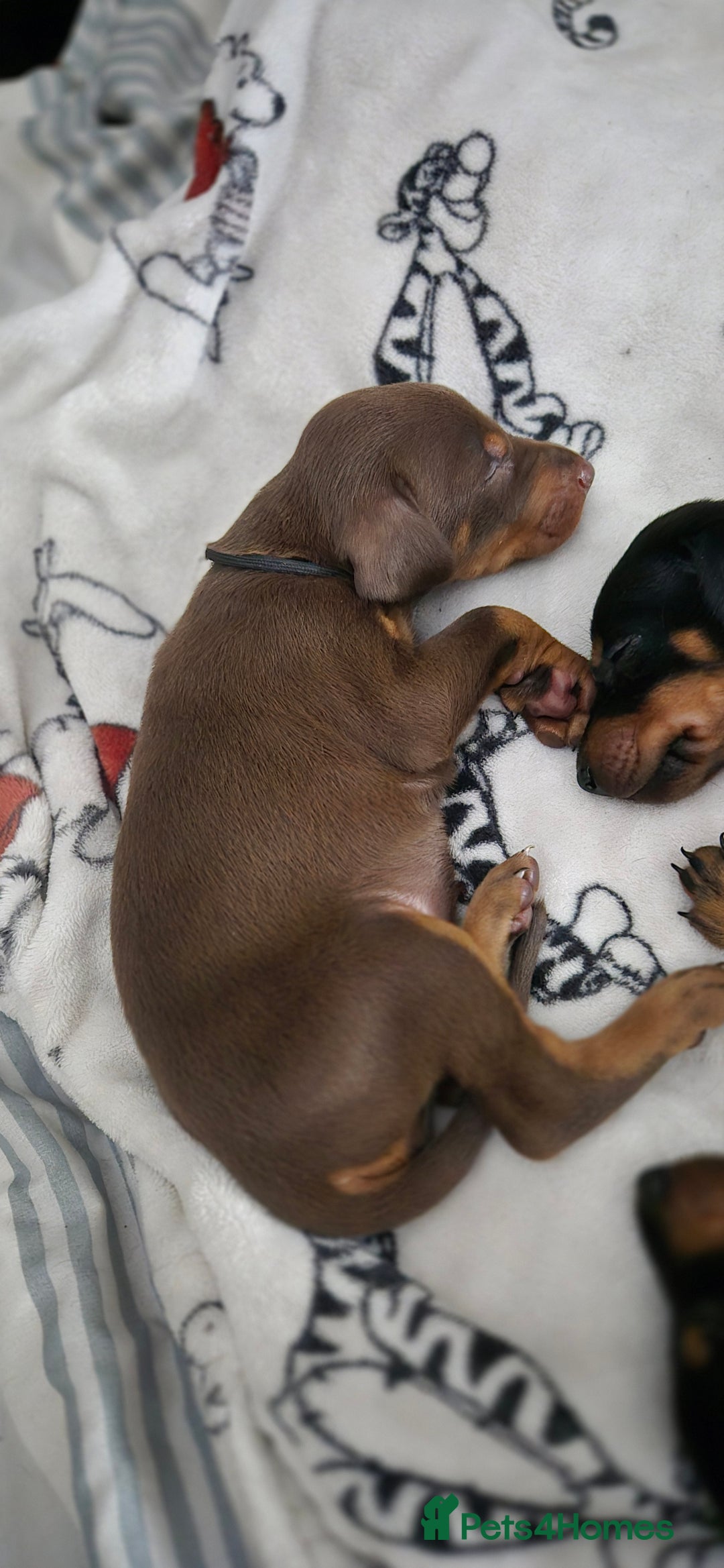 Dobermann dogs for sale: Dobermanns for Sale - Advert 8