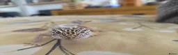 Leopard Gecko reptiles for sale: Leopard Geco  in Bournemouth - Advert 3