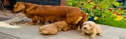 Miniature Dachshund dogs for sale: Beautiful Cream Long Haired Miniature Dachshunds - Advert 10