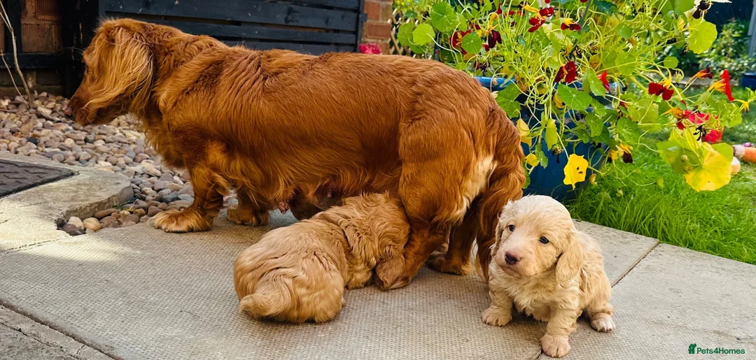 Miniature Dachshund dogs for sale: Beautiful Cream Long Haired Miniature Dachshunds - Advert 10