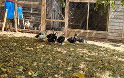 Ducks poultry for sale: Ducks - Image 5