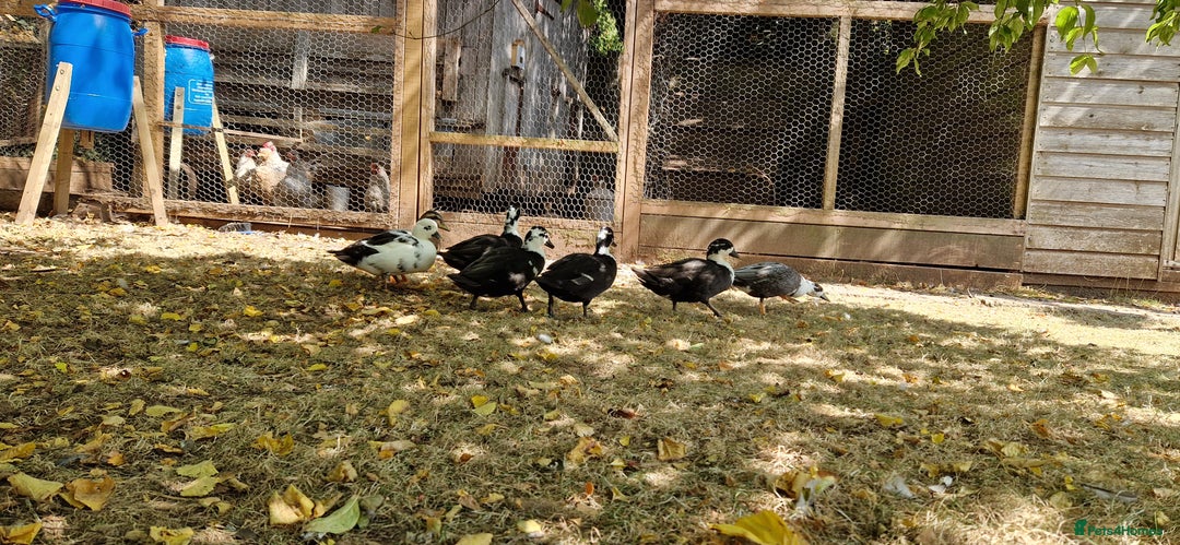 Ducks poultry for sale: Ducks - Image 5