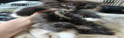 Mixed Breed cats for sale: Long haired kittens  in Swanscombe - Advert 21