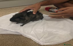 Guinea Pig rodents for sale: 2 boar Guniea pigs - Image 1