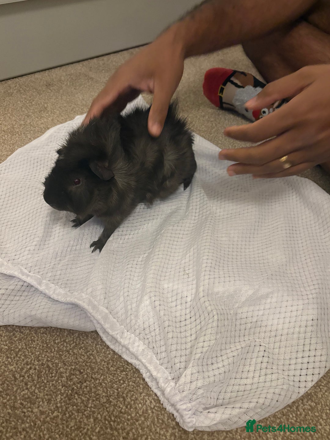 Guinea Pig rodents for sale: 2 boar Guniea pigs - Image 1