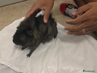 Guinea Pig rodents for sale - Advert 1