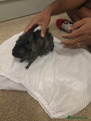 Guinea Pig rodents - Advert 3