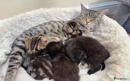 Mixed Breed cats for sale: Adorable Kittens Ready for Loving Homes - Image 3
