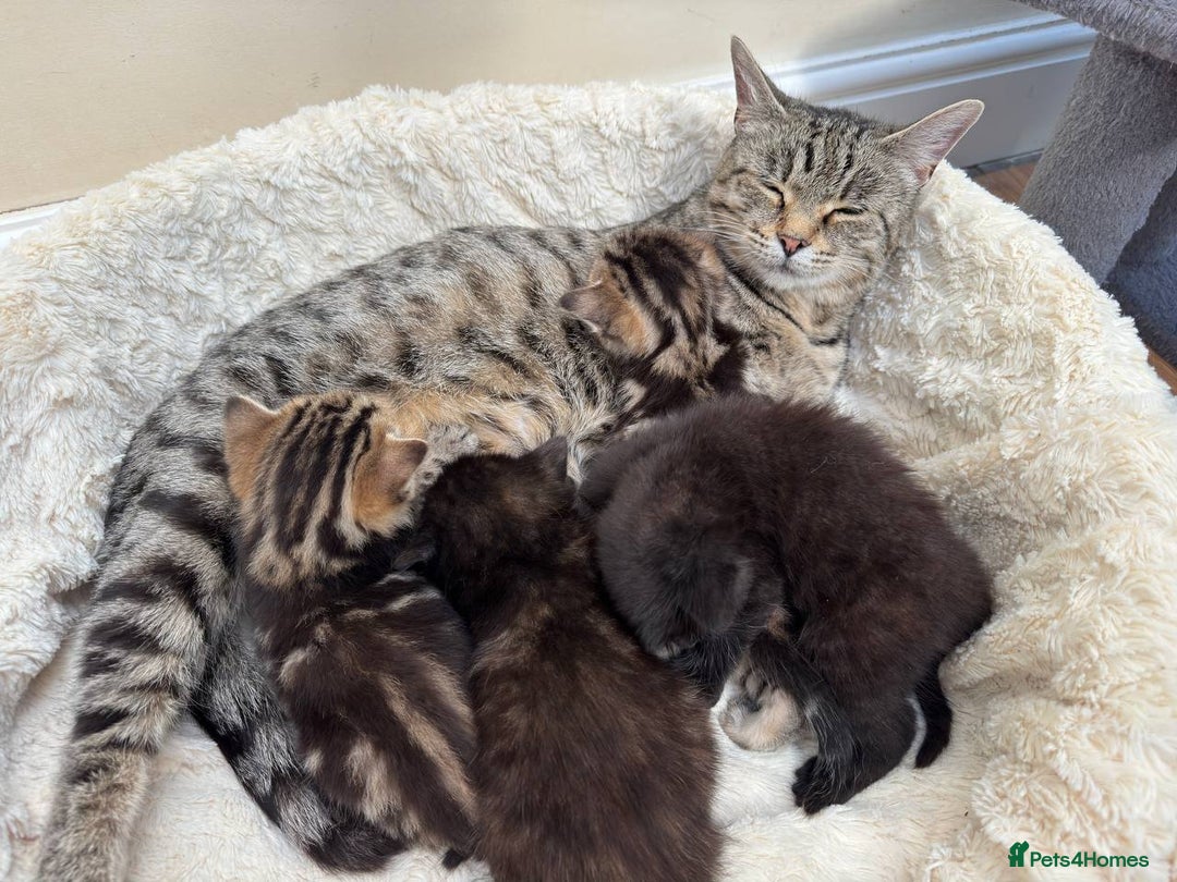 Mixed Breed cats for sale: Adorable Kittens Ready for Loving Homes - Image 3