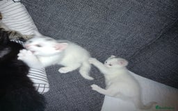 Mixed Breed cats for sale: 2 beautiful white kittens - Image 2