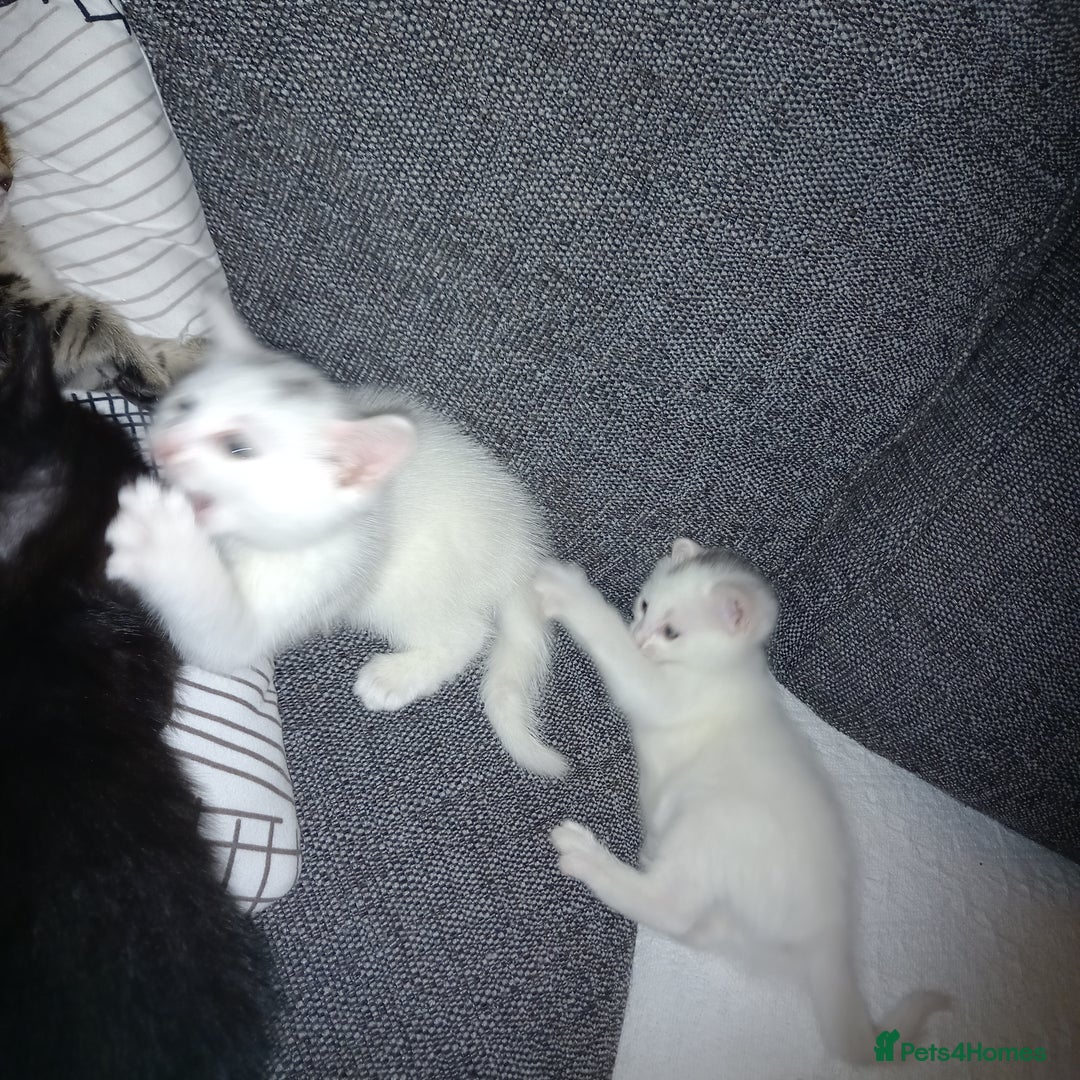 Mixed Breed cats for sale: 2 beautiful white kittens - Image 2
