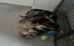 Mixed Breed dogs for sale: Mixed breed puppies READY TO GO! - Image 23
