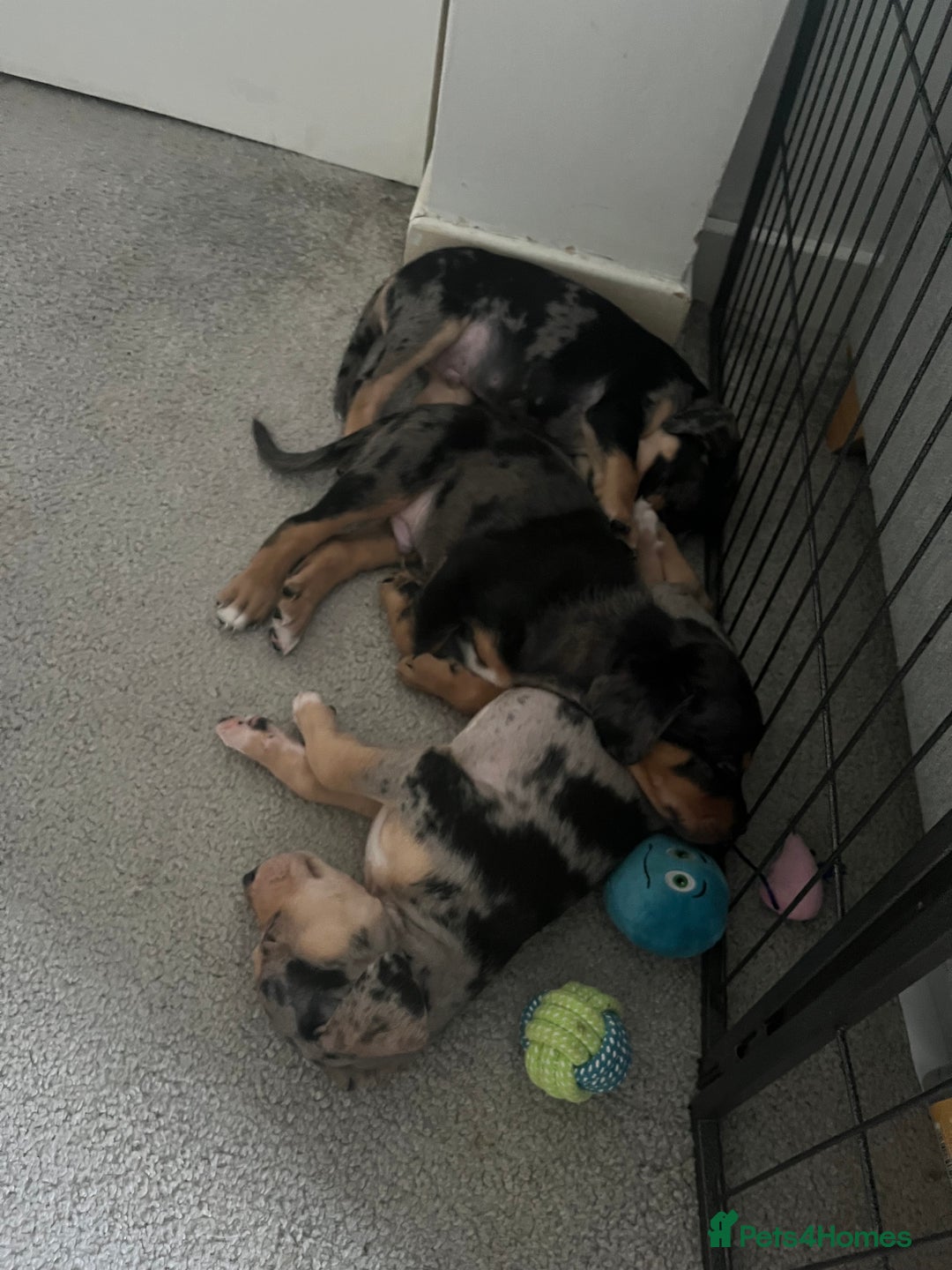 Mixed Breed dogs for sale: Mixed breed puppies READY TO GO! - Image 23
