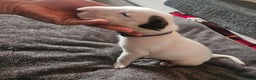 English Bull Terrier dogs for sale: Top Quality KC English bull terriers! - Advert 18