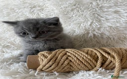 British Shorthair cats for sale: Wonderful, fluffy British Shorthair kittens - Image 8