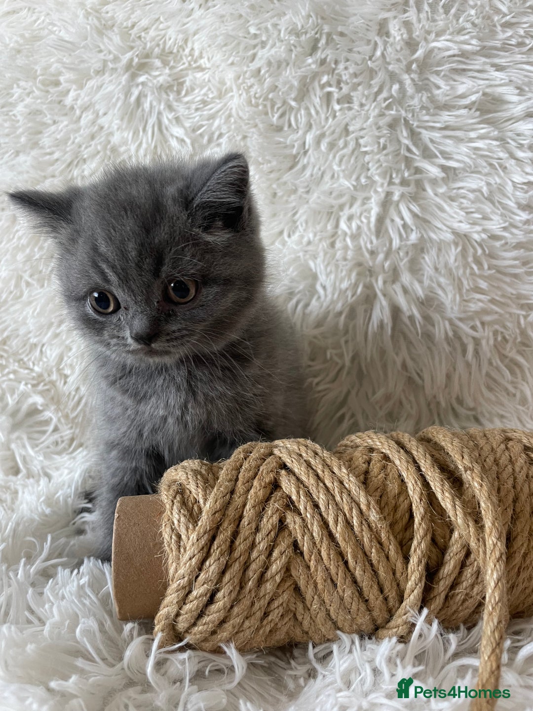 British Shorthair cats for sale: Wonderful, fluffy British Shorthair kittens - Image 8