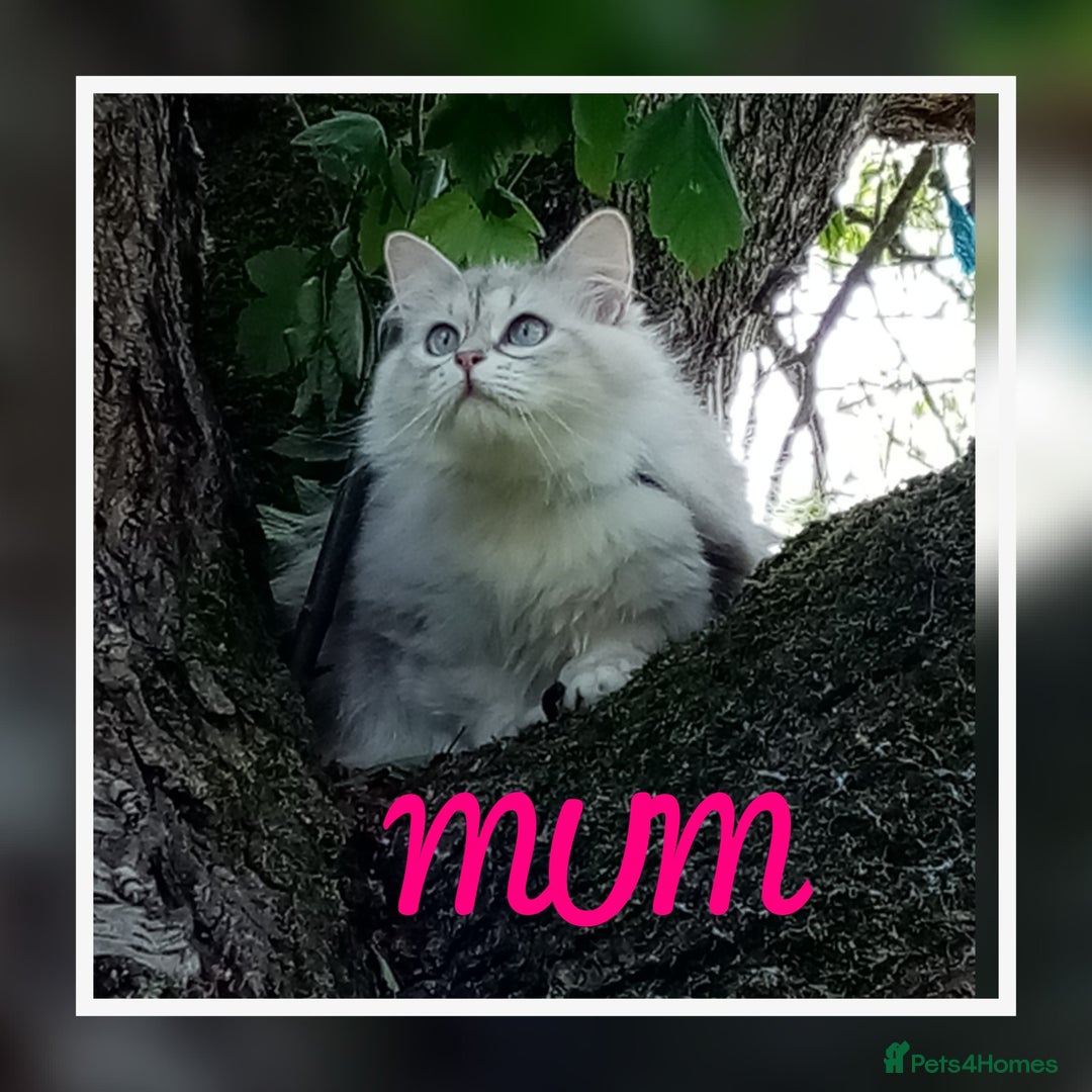 Siberian cats for sale: Siberian kittens for sale  - Image 14