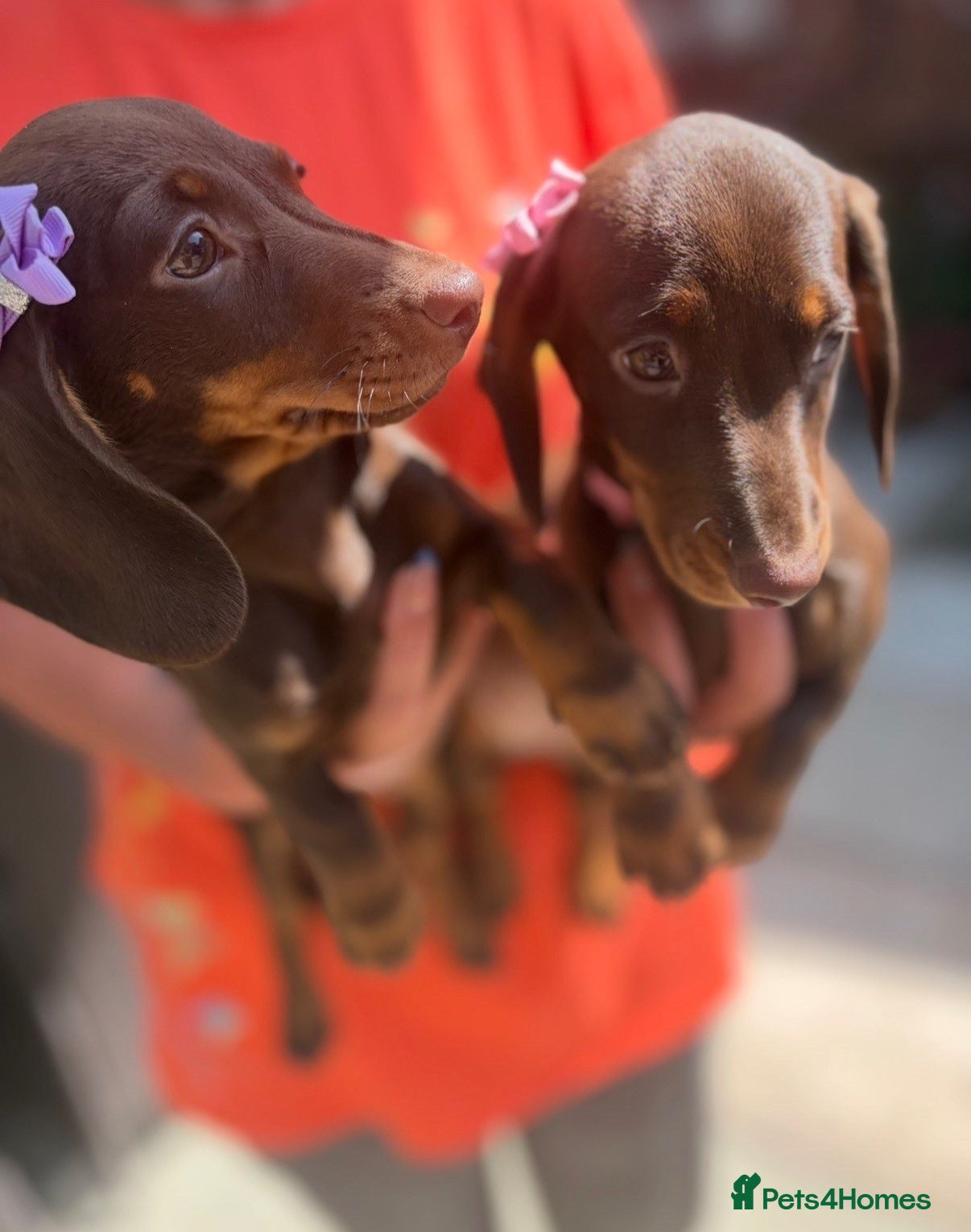 Miniature Dachshund dogs FULLY VACCINATED miniature Daschund babies - Advert 11