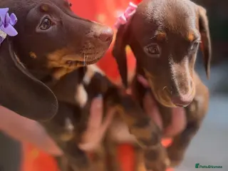 Miniature Dachshund dogs FULLY VACCINATED miniature Daschund babies - Advert 11