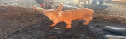 Goats livestock for sale: Royal Golden Guernsey Goats - Advert 6