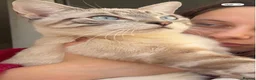 Siamese cats for sale: Siamese white tiger  - Advert 2