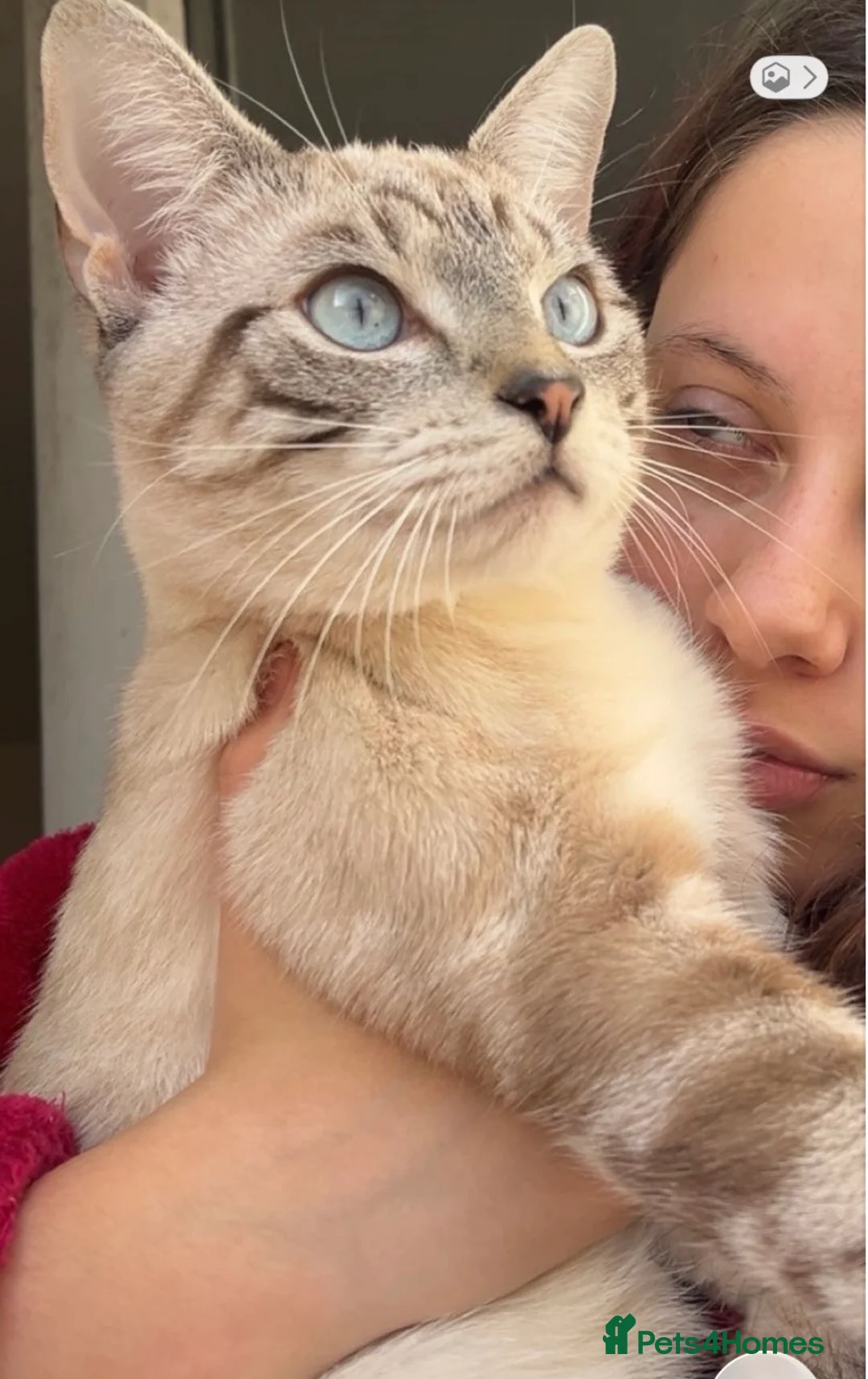 Siamese cats for sale: Siamese white tiger  - Advert 2