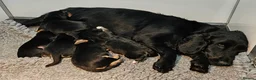 Bocker dogs for sale: Beautiful Bocker Bitch Puppies - Ready 25.02.26 - Advert 2
