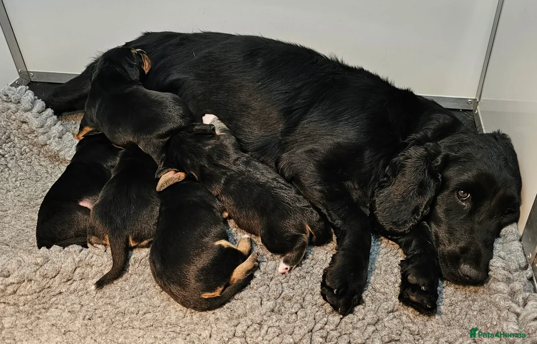 Bocker dogs for sale: Beautiful Bocker Bitch Puppies - Ready 25.02.26 - Advert 2