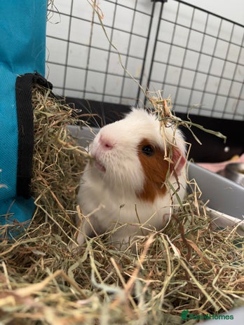 Guinea Pig rodents - Advert 17