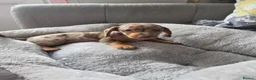 Miniature Dachshund dogs for sale: Miniature dachsund - Advert 6