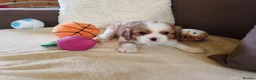 Cavalier King Charles Spaniel dogs for sale: Kc Beautiful puppies for sale. - Advert 7