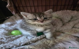 British Shorthair cats for sale: British short hair kittens - Image 10
