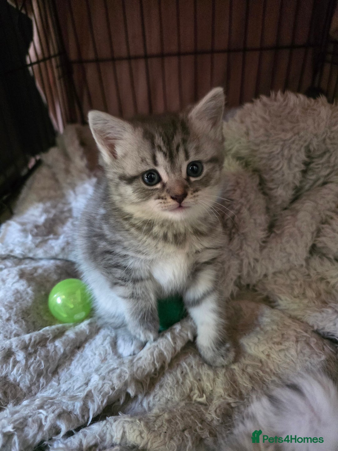 British Shorthair cats for sale: British short hair kittens - Image 10