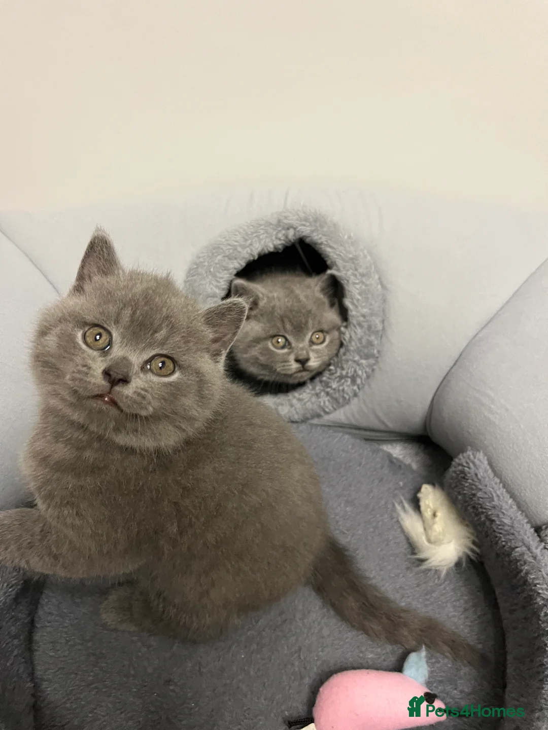 British Shorthair cats for sale: British Shorthair Kittens Available - Advert 19