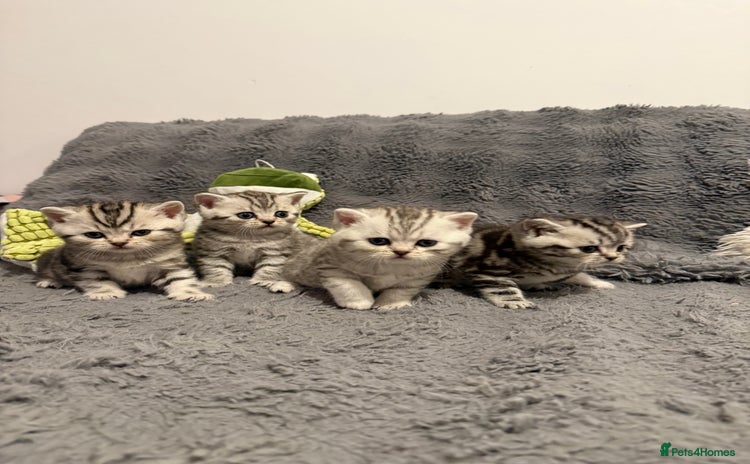 Scottish Fold cats - Advert 2