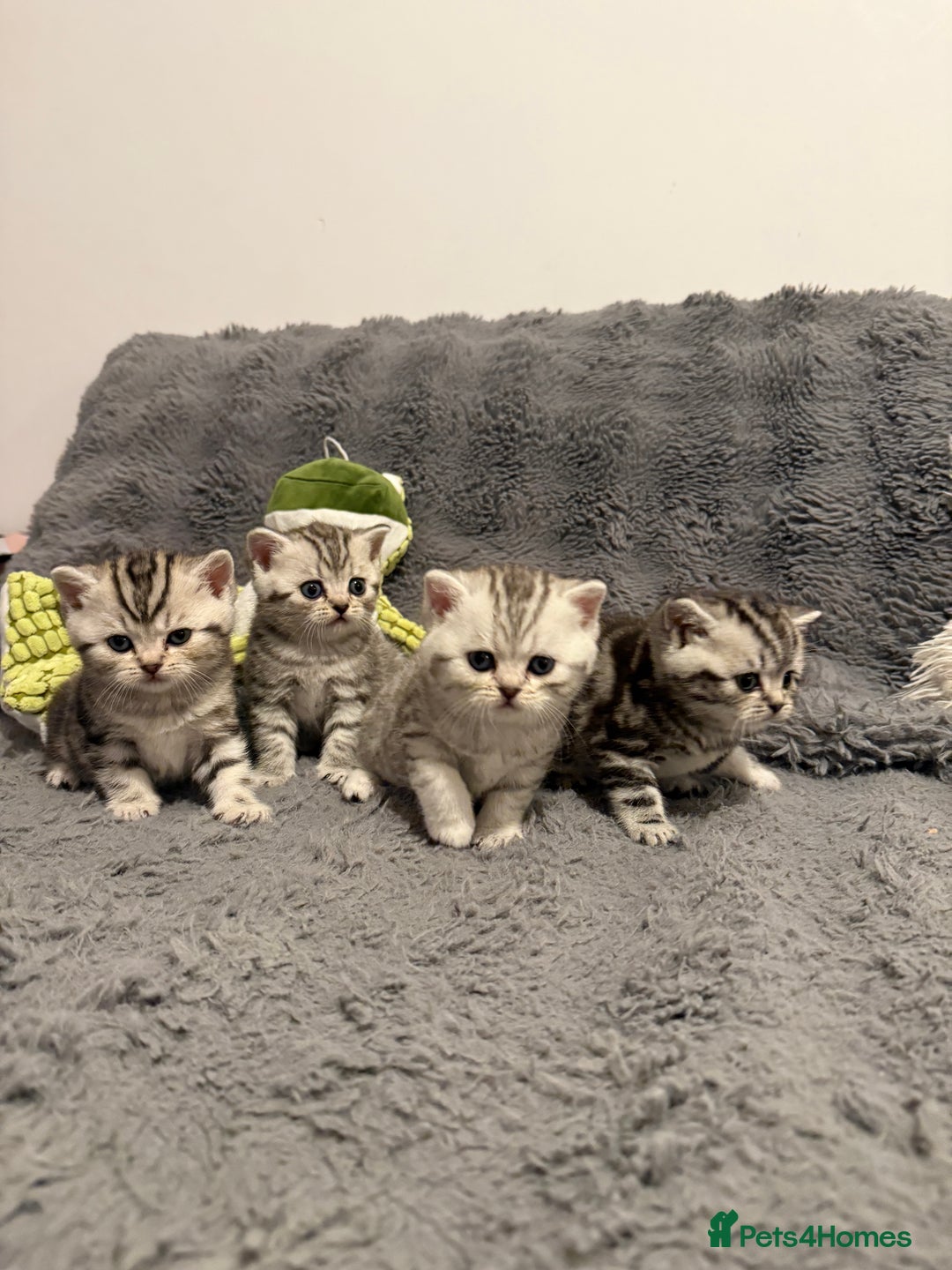 Scottish Fold cats for sale: 🐾 Adorable Scottish Straight kittens  - Image 2