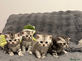 Scottish Fold cats - Advert 2