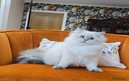 British Longhair cats for sale: Excellent Scottish straight Highland Kittens - Image 25