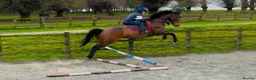 English Thoroughbred horses for sale: Louie 5 year old tb - Advert 3