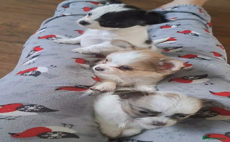 Chihuahua dogs - Advert 14