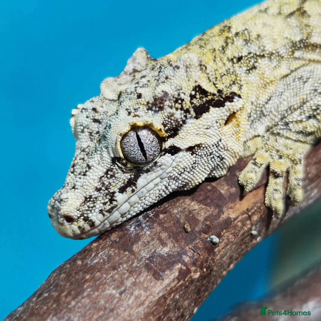 Gecko reptiles for sale: Geckos available with setups - Advert 2