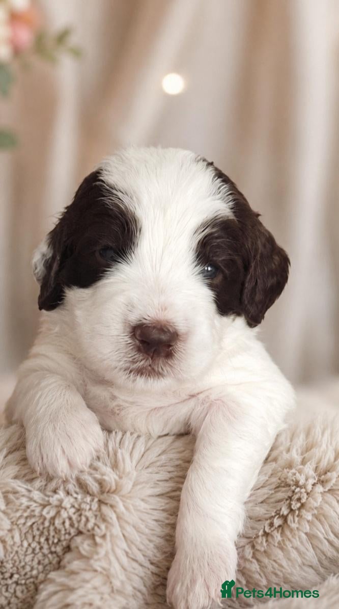 Sproodle dogs Springer Spaniel Miniature Poodle Sproodle Puppies - Advert 10